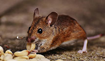 24 Hour & Emergency Exterminators in Burlington Township, NJ